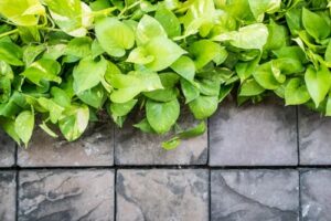 hardscape vs. softscape visionary landscaping