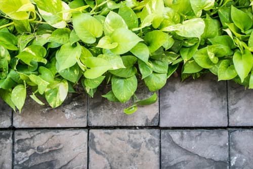 hardscape vs. softscape visionary landscaping