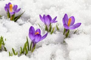 spring landscaping visionary landscaping winter patio